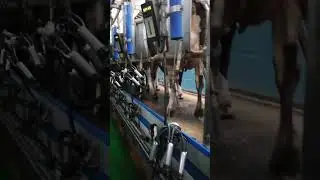 Доильный зал на 40 голов.Подготовка к доению коров.Доение коров. Молочная ферма.Крупный рогатый скот