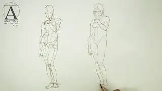 Female Anatomy - Anatomy Lesson for Artists