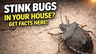 Stink Bugs in Your House?  How and why they are there, what they are  doing, and what you can do.