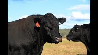 Осмотр загона, животных