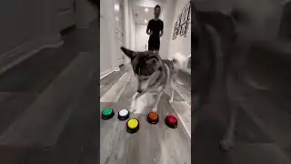 Sapphie the Pomsky, sports series part 2