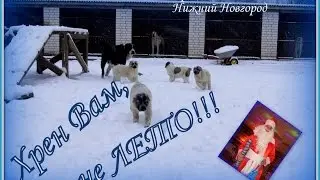 Аномалии погоды 20 апреля 2017 Нижний Новгород