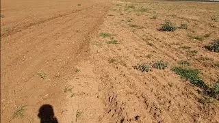 Пары под пшеницу! 7-я обработка почвы! Культиватор на кап ремонт!