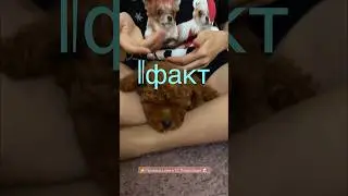 5 фактов. Почему я выбрала Той пуделя?