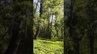 Весенний лес. Поющие птицы.