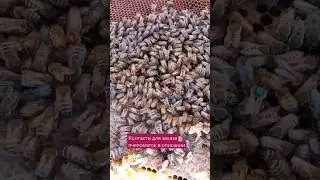 Редкие кадры в жизни пчеломаток,  мать и дочь идут в зиму вместе!