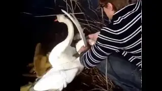 Лебеди запутались шеями