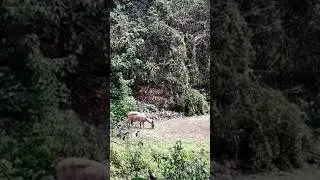 Deer eating grass