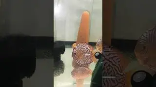 Experimental spawning