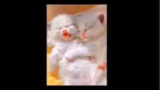 小猫咪真是治愈，看到它们总是被萌化了