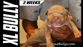 XL American Bully Puppies 2 Weeks Old UPDATE  (KONG x Red) @CaonaBullys