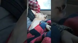 Собака, моих друзей, Бака», знает толк в музыке 🐕