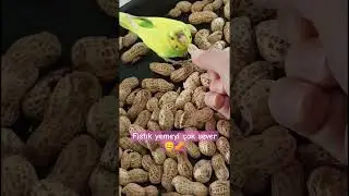 Fıstık yemeyi çok seven muhabbet kuşu 🥜🐦 #funny #animals #shorts