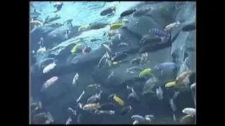 Аквариум в Атланте. Самый большой аквариум в мире
