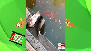 Video de animais e aves