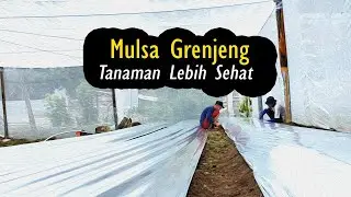 Mulsa Grenjeng Bantu Tingkatkan Pertumbuhan Tanaman