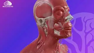 Stay ahead in the field of medical training and inquire about custom animation using BioCloud3D.