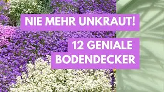 Weeds - Not with these 12 ground covers! Make your garden easy to care for and beautiful!