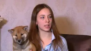 За нами хвост. Как воспитывать собаку Сиба-ину.