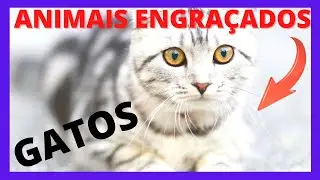 🐾ANIMAIS CARINHOSOS   Animais Carinhosos Engraçados Cut Cut.