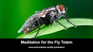 Meditation for the Fly Totem