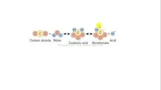CO2 system carbonic acid bicarbonate biochemistry