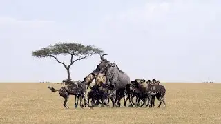 Wild Dog Hunting Wildebeest In The Wild