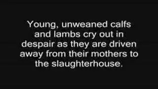 Inside The Slaughter Truck