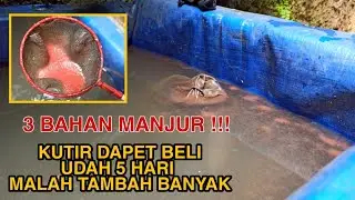 PAKE CARA MUDAH INI AGAR KUTIR TETAP HIDUP