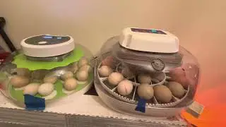 Dry hatching eggs in Nurture Right 360 and a cheap Amazon MQUPIN  incubator