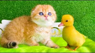 Cute kitten meet a duckling for the first time