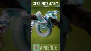 serpiente azul? víbora de 2 cabezas?