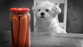 Underdog: 102 Wurstwasser