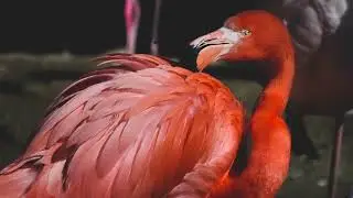 Vogel sounds
