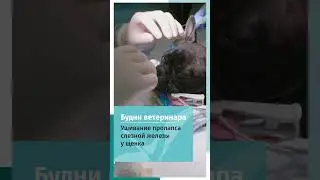 Пролапс слезной железы у французского бульдога