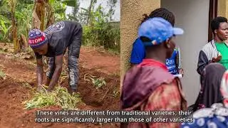 OFSP vines multiplication and marketing  in Rwanda