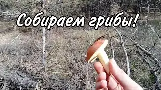 Ковалёвский лес, прогулка за грибами!
