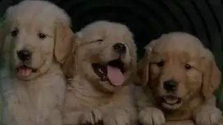 REVIEWS - Companion Care Pet Hospital - Sanford FL - Pet Emergency