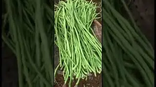 Harvesting asparagus bean