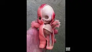 Kewpie Anatomy Sculpt