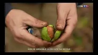 Reportage TF1 13h : Noix de Grenoble, La récolte qui secoue !