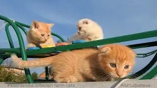#2 Koshlandia Lula Лула Siberian farm cats Солнышко с котятами