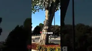 Удивительная Грузия  #иммиграция#shorts