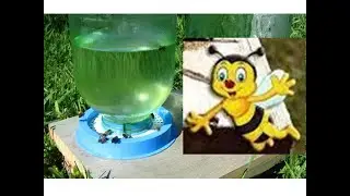 Пчёлы на водопое.