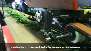 Машина по обрезке луковиц тюльпанов