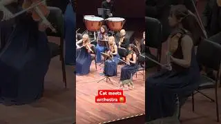 Curious cat interrupts Beethoven concert 🐈 #miaow