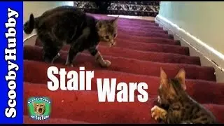 Stair Wars -- Cat Clips #52