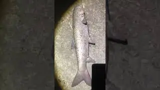 Рыбалка