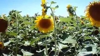 Україна (Вірш Вадима Петльованого)