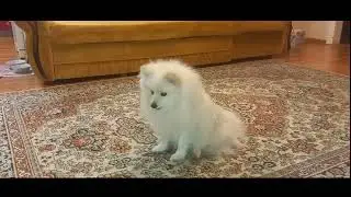 Рудольф занимается)))